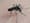 Zika has arrived in the Northwest. Will it spread?