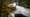 Fecal matter pollution in public water: The case of Snydar Farm