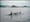 Green Acre Radio: Military sonar in use shortly before orca's death