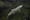Salmon: The uphill run for survival