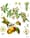 In the garden: apples and generosity