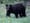 Bears gone wild