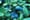 In the garden: U-pick blueberries