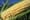 Green Acre Radio: Seattle group organizes against GMO crops
