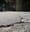 Sidewalk crack addict