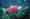 Huge Fraser River sockeye run raises spirits, questions