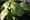 Green Acre Radio: Teaching sustainability to Seattle's student chefs