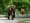 Seattle zoo elephants might be worse off in Oklahoma