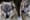 Prof bites back at WSU over wolf story