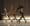 A flurry of provocative dance engages both eyes and minds