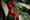 WA cherry growers eligible for loans after 2023 weather woes