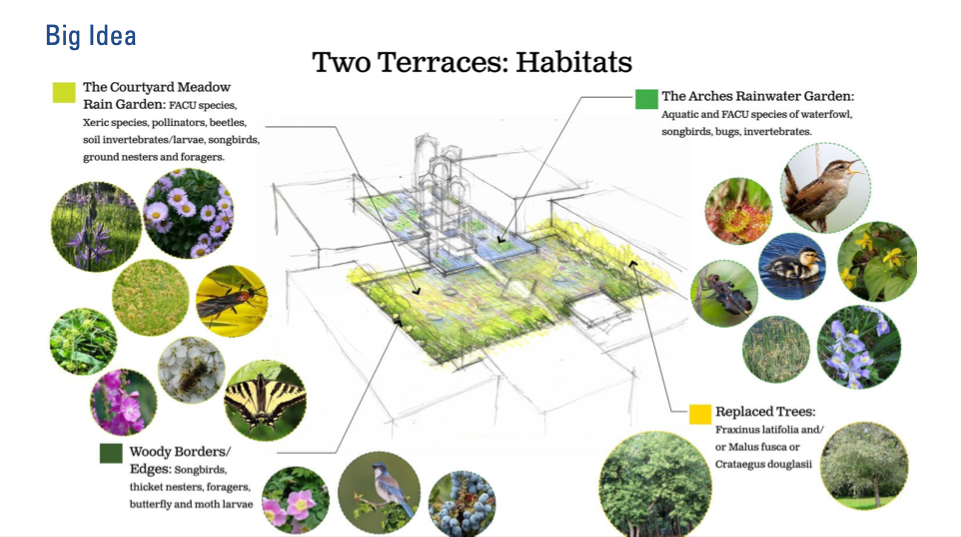 Slide of a drawing featuring an image of a sketched green space and various arrows pointing to circles with photos, of birds, plants and other natural elements
