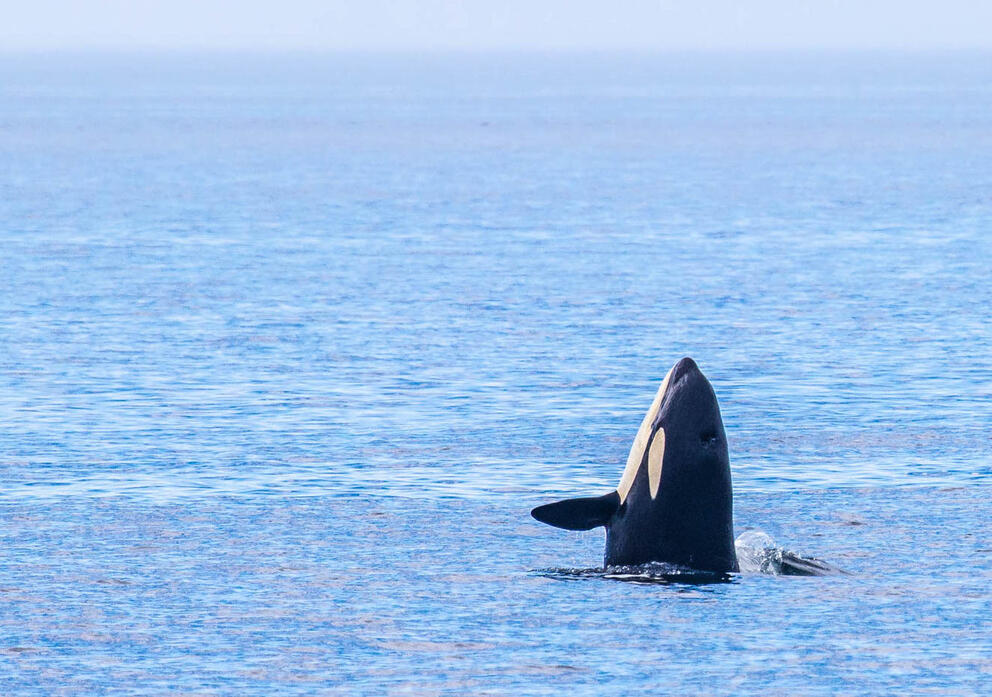 orca spyhopping
