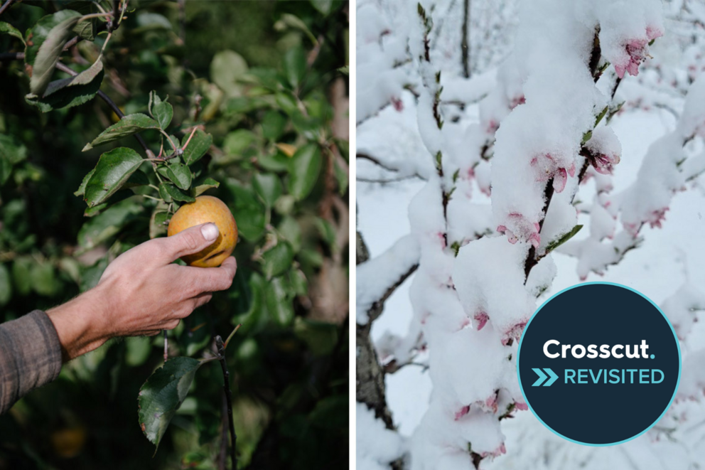A hand in an orchard and snow on branches
