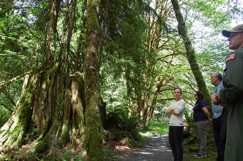People looking at large trees
