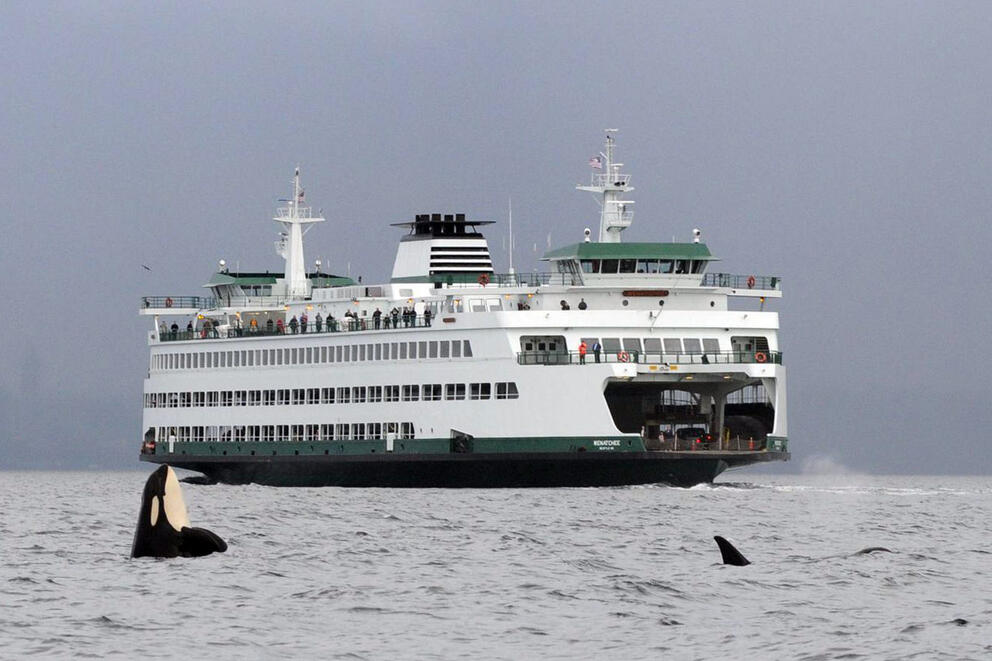 A ferry with orca fins visible in the water