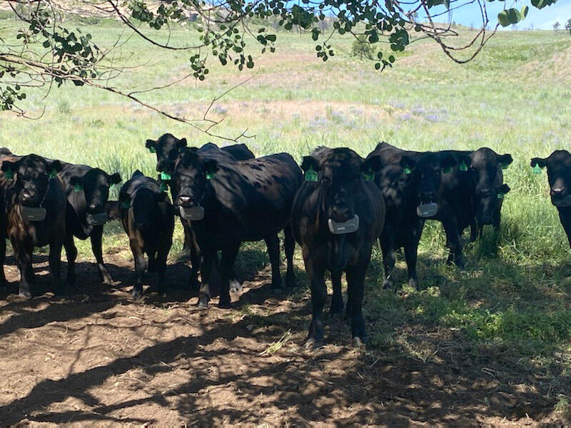 cows wearing tracking collars