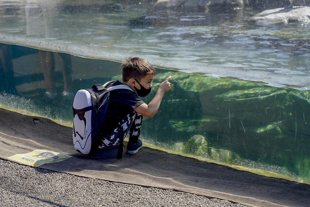 child peering into penguin exhibit behind glass