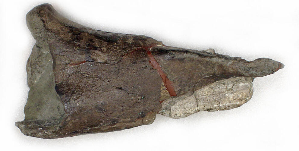 the fossil in its restored shape