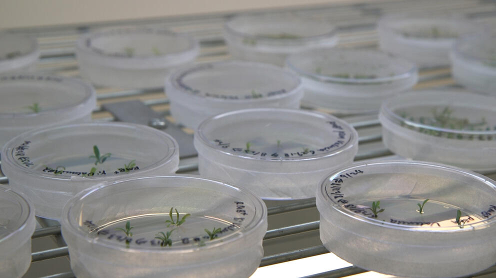Petri dishes on a table