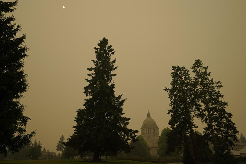 hazy skies with trees
