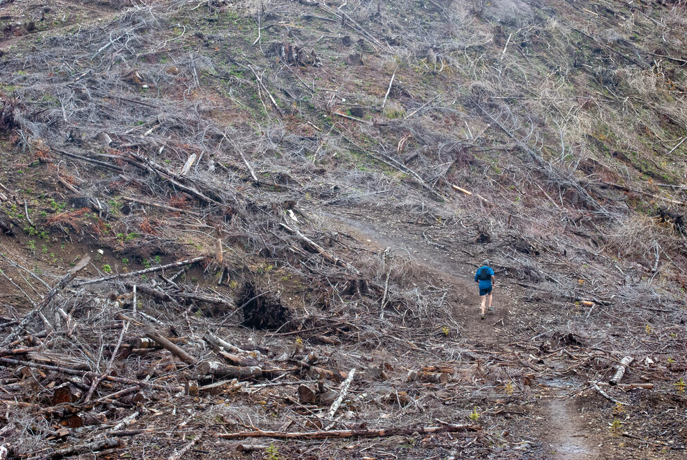 Slash piles with branches, tree stumps, and foliage