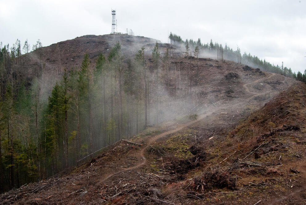 Slash piles with branches, tree stumps, and foliage