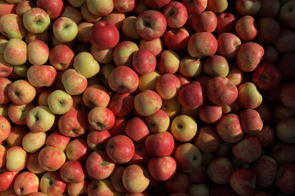 A bin of apple at Rowe Farms 