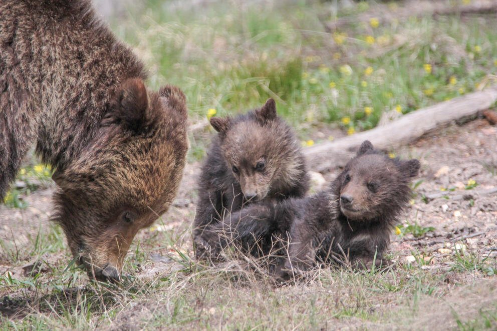Grizzly bears near Yellowstone Naitonal Park