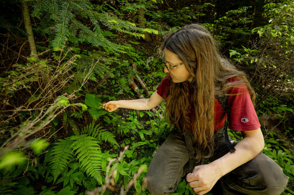 A person sits among plants on the floor of an old-growth rainforest.