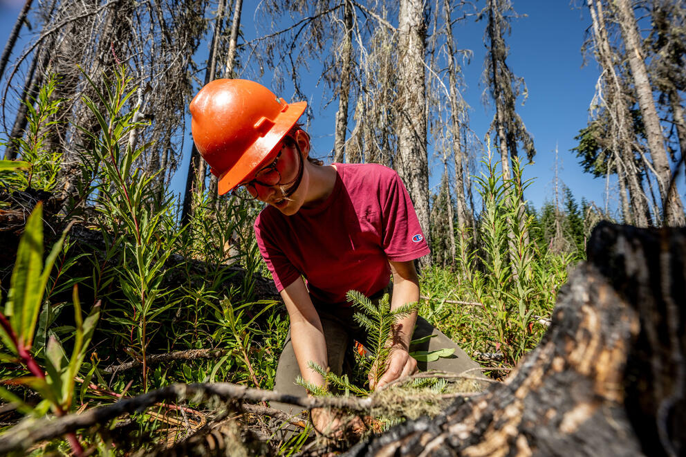 A person in a hard hat studies seedlings coming out of the ground.