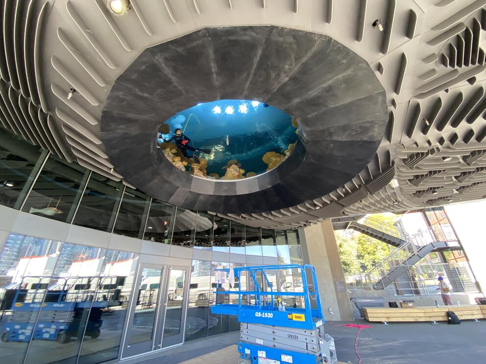 photo of an outdoor ceiling with a circular window at center, inside a scuba diver is visible