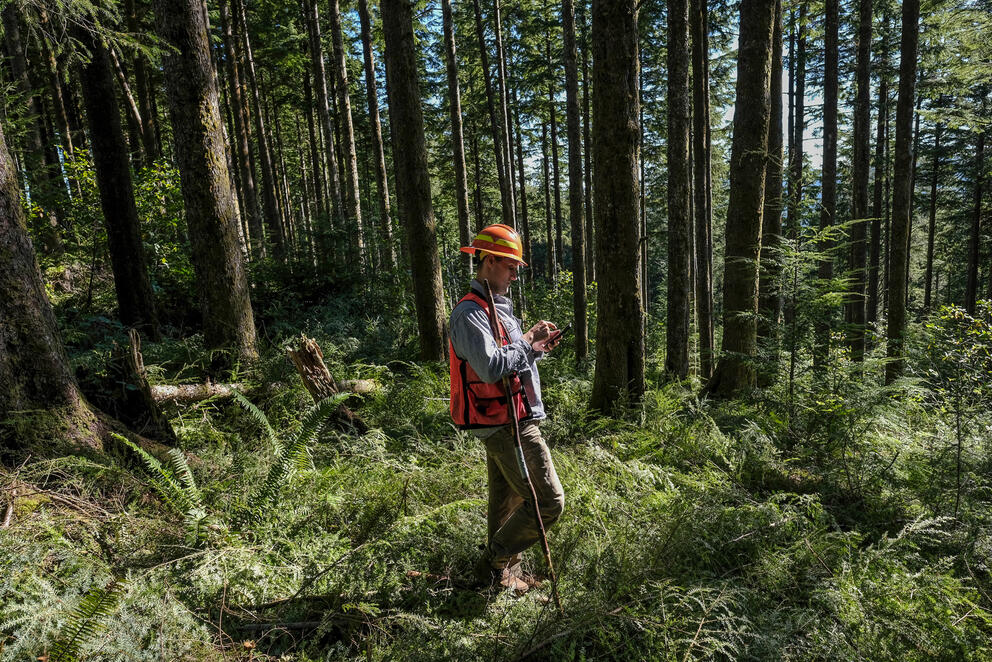 A person looks at a phone while standing among trees.