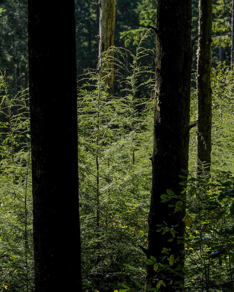 Two tree trunks are seen against a green forest.
