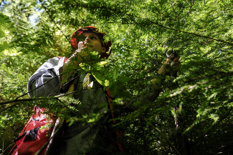 A person in a hard hat and visbility vest is seen through thick branches and leaves.