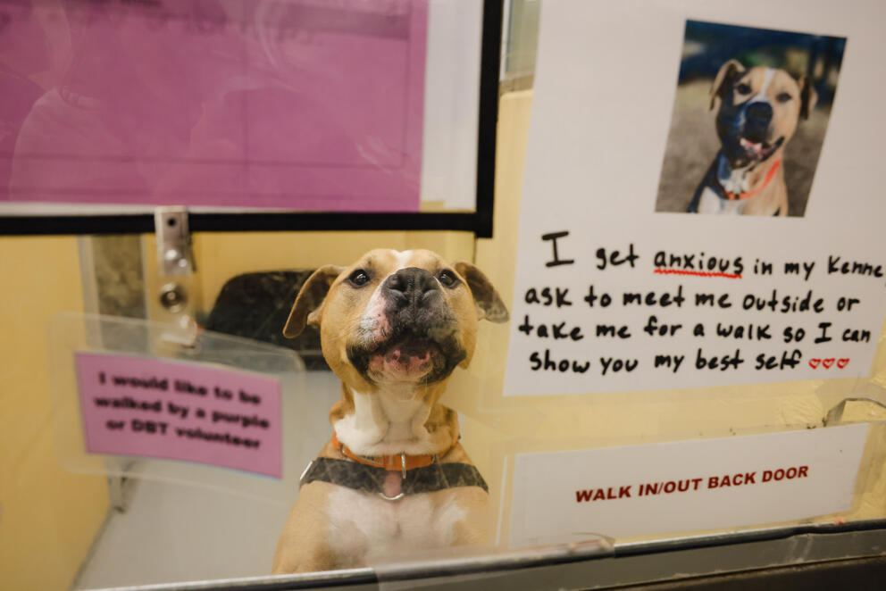 A dog looks out from a kennel. To his upper right, a photo of him and note about his anxiety is posted.