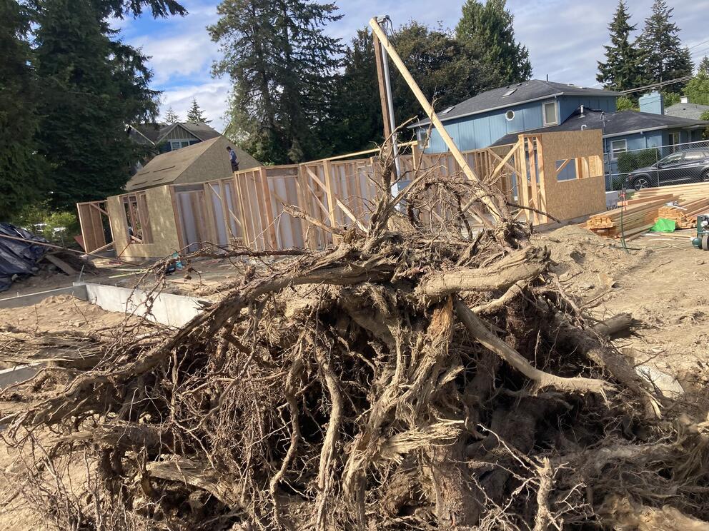 A massive rootball of a tree is in the foreground of a dirt lot surrounded by houses.