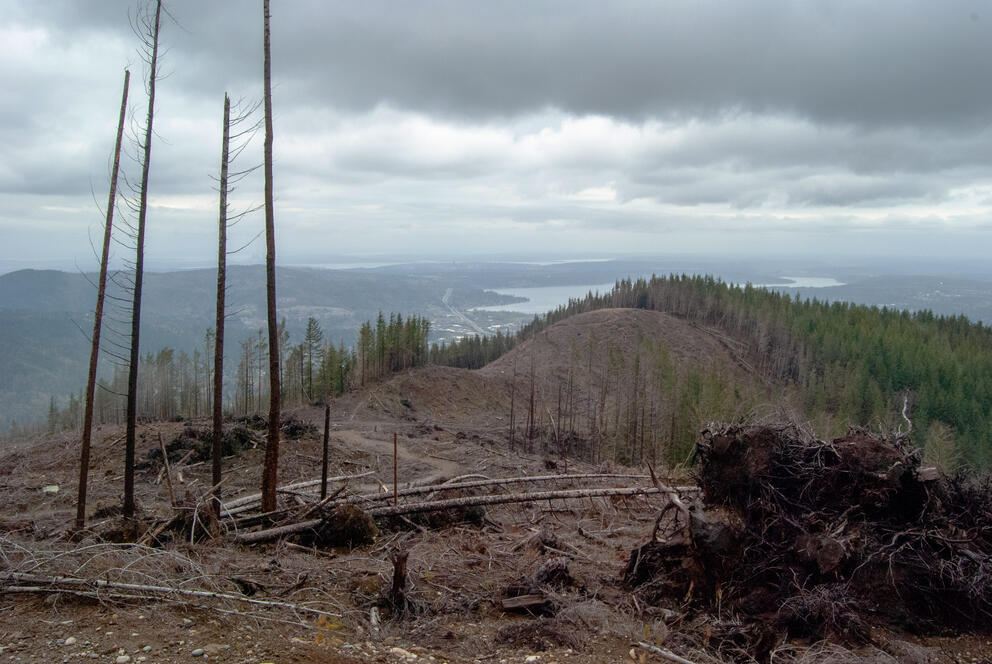 Downed trees at the summit of Tiger Mountain