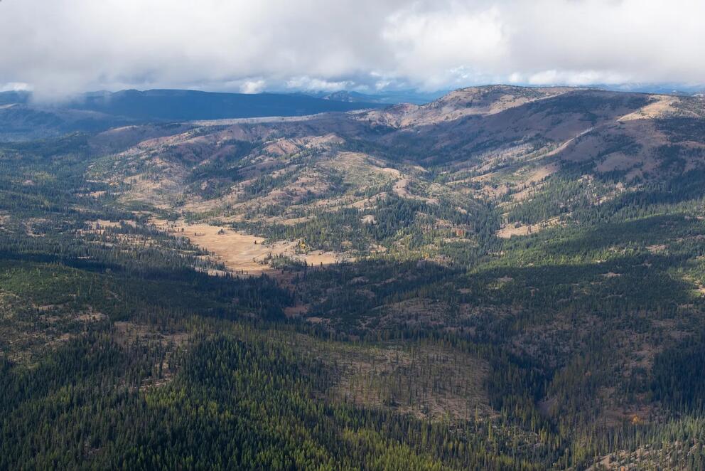 A very high overhead view of a meadow full of evergreen trees.