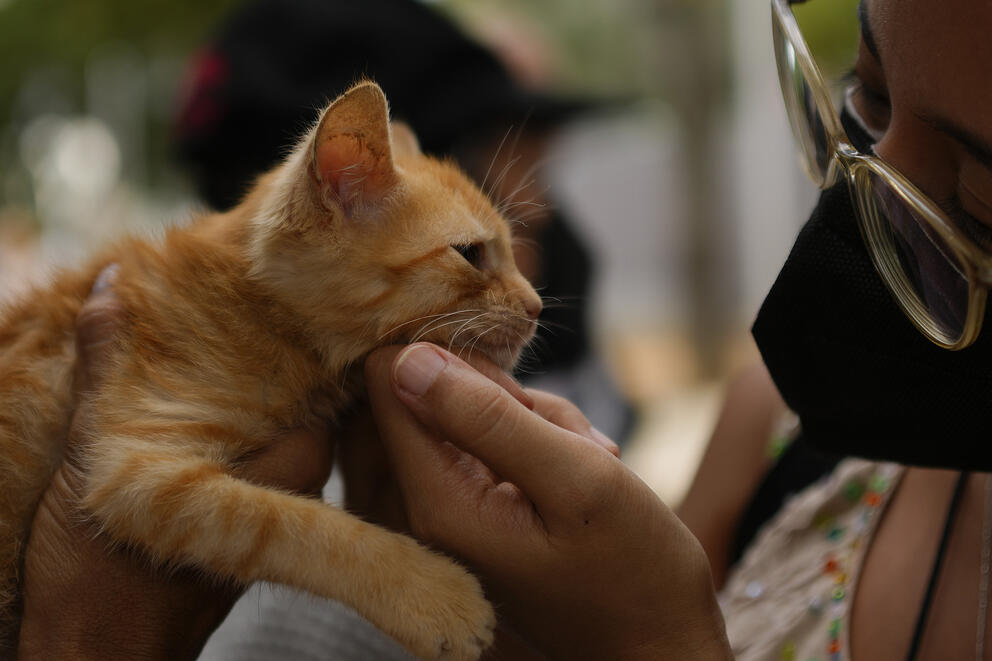 A person wearing a mask pets a cute orange cat.