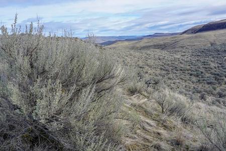 Shrub-steppe landscape
