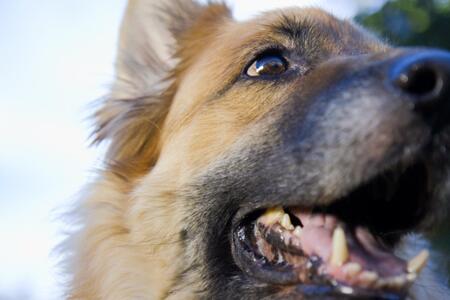 a german shepherd panting