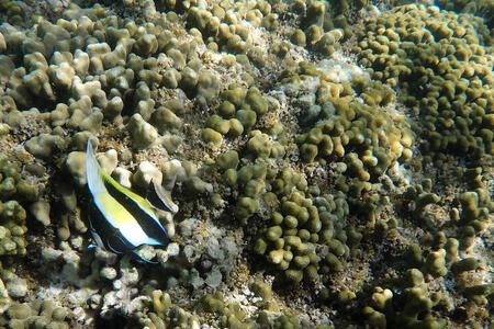 A fish swimming past a reef